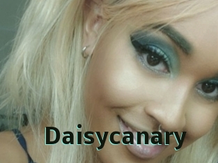 Daisycanary